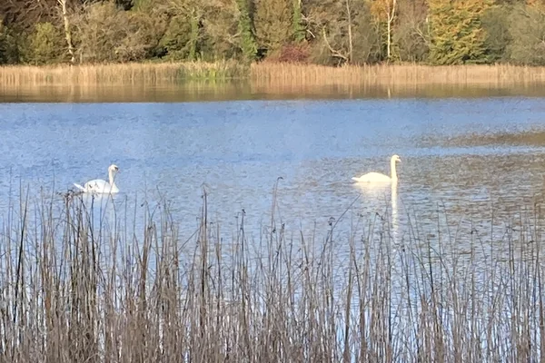 lake with swans