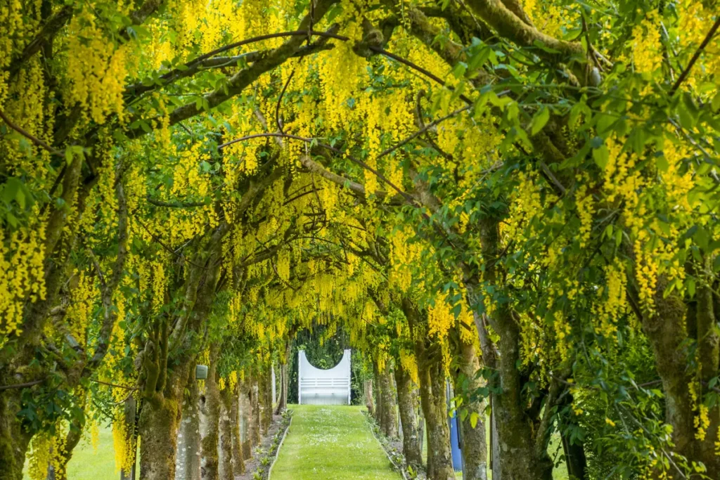 blairquhan tree archway path