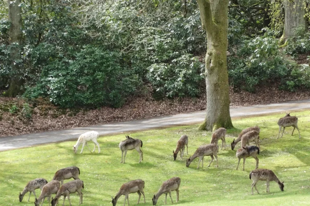 dungarthill house deer on roundabout