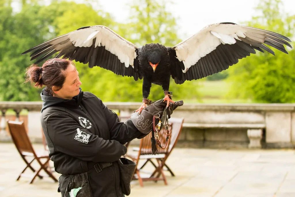knowsley hall birds of prey experience