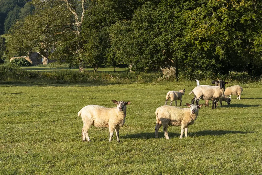 newton surmaville sheep
